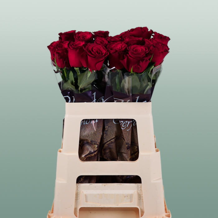Rose - Rosa - Rhodos