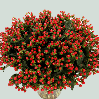 Hypericum Coco Rio (30 Stems)