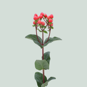 Red Hypericum ‘Coco Rio’ (Allrio) – 60cm Stems