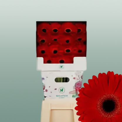 Gerbera Rodeo (15 Stems)