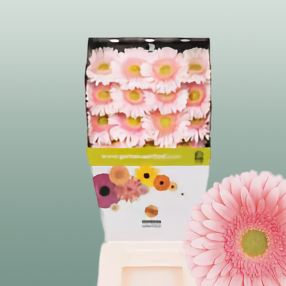 Gerbera Romella (15 Stems)