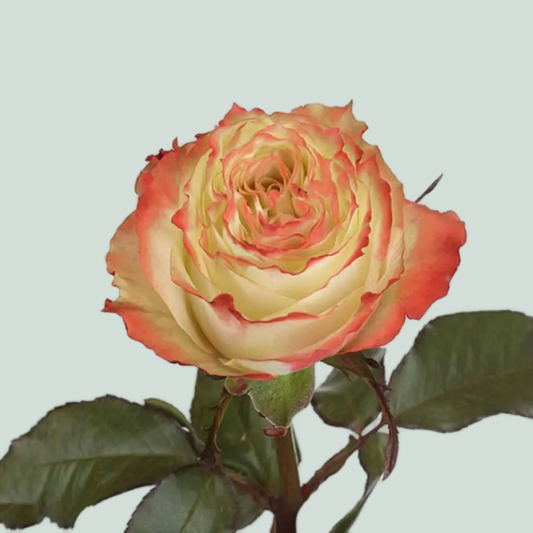 Rose Adventure (20 Stems)