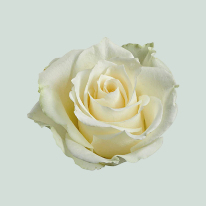 Rose Albatros