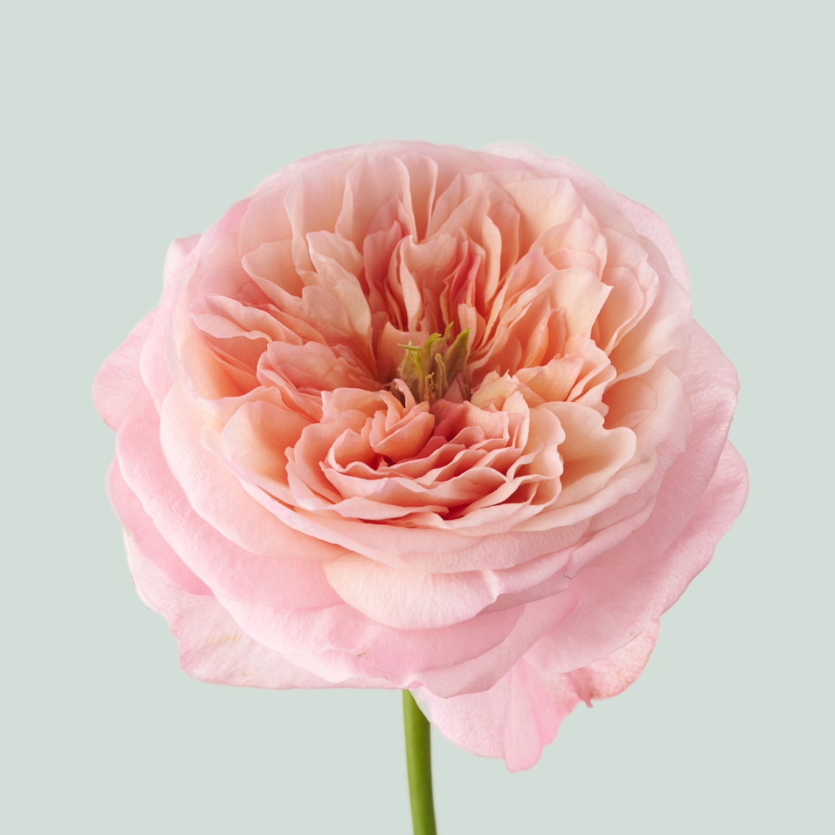 Rose Annesley
