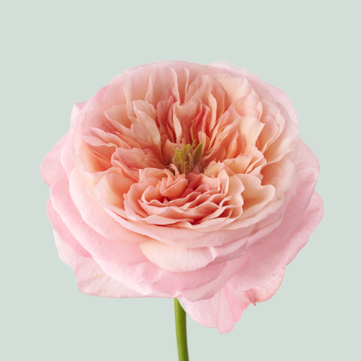 Rose Annesley