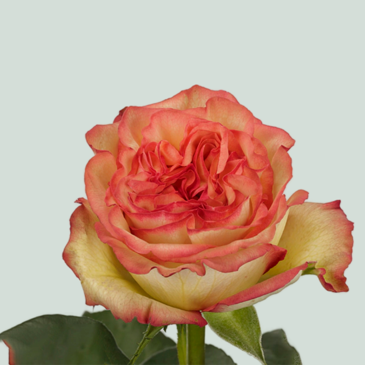 Rose Aruba SummerHouse (20 Stems)