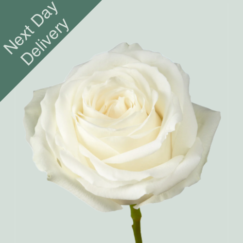 Rose Avalanche White - 10 Stems (Next Day)