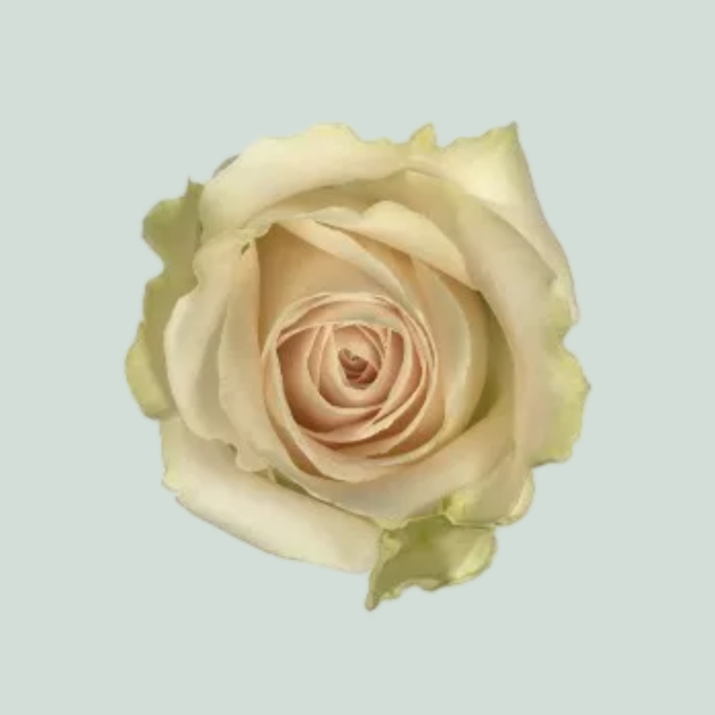 Rose - Rosa - Lovely Avalanche+
