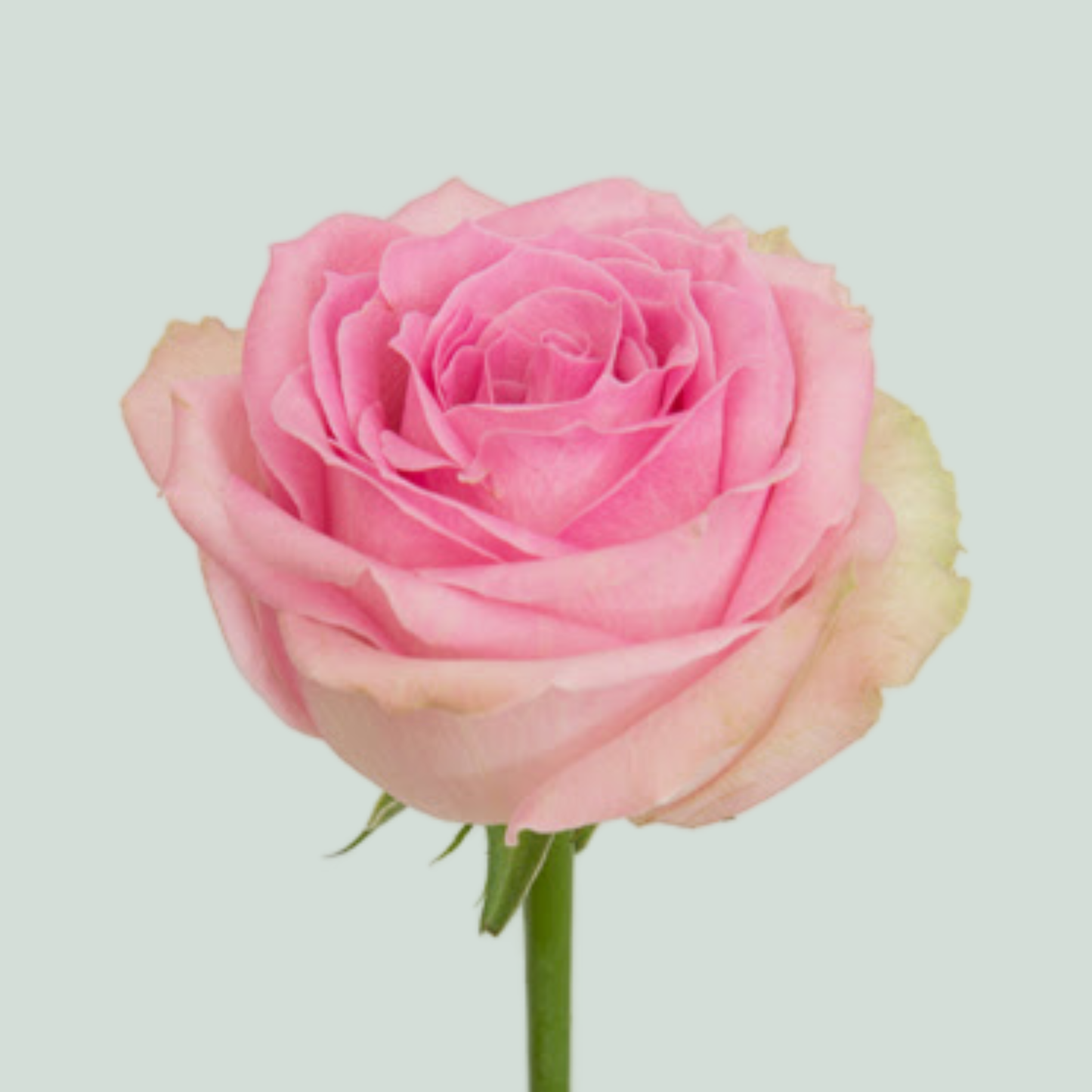 Rose Avalanche Sorbet (20 Stems)