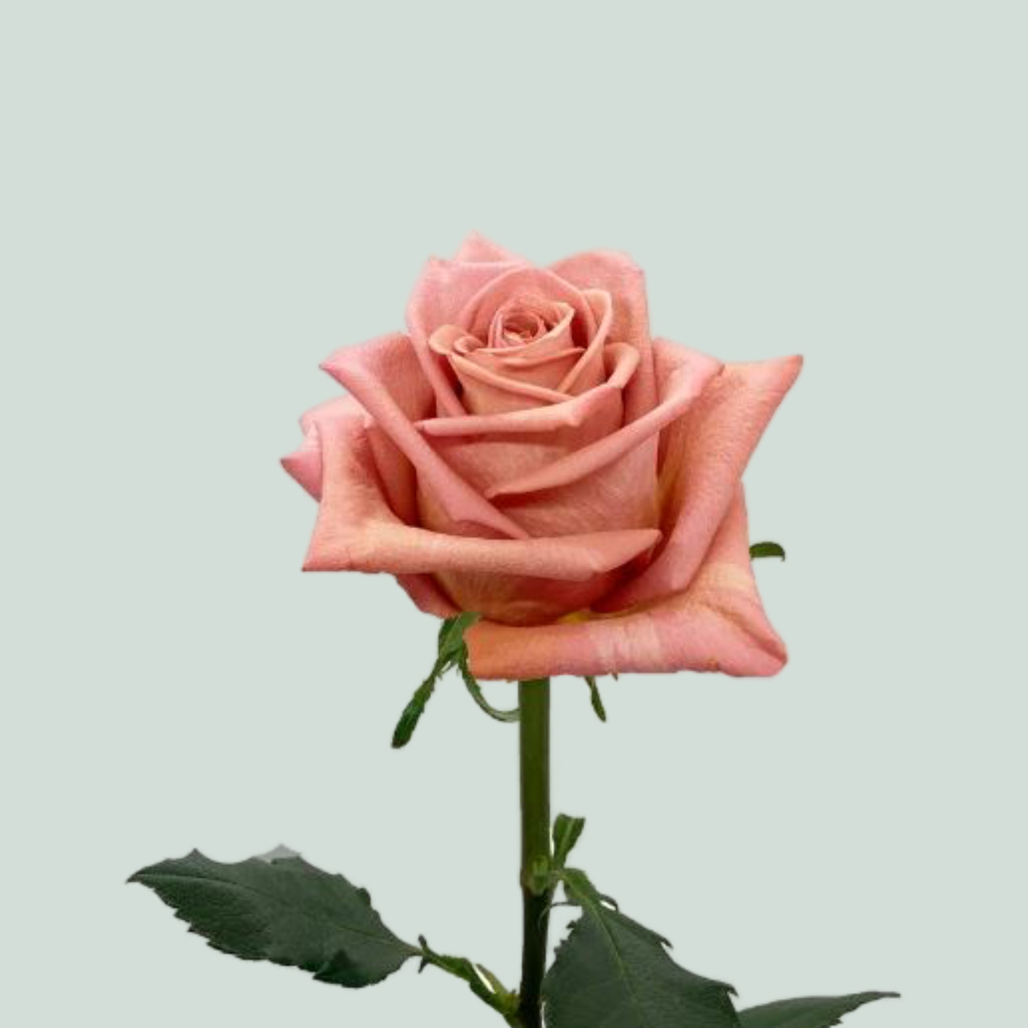 Rose Barista (20 Stems)