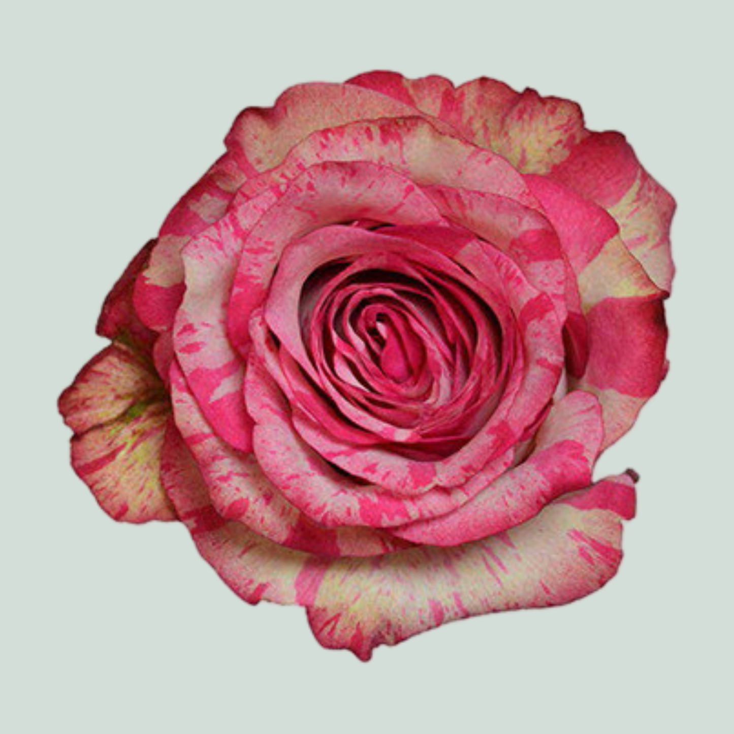 Rose Barracuda (20 Stems)