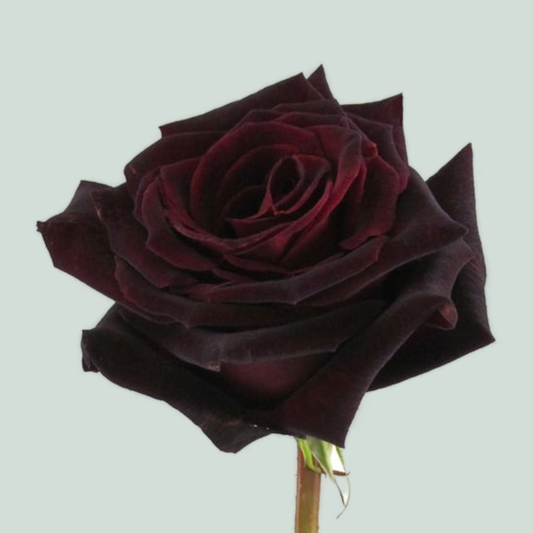 Rose Black Baccara Ecuadorian (25 Stems)