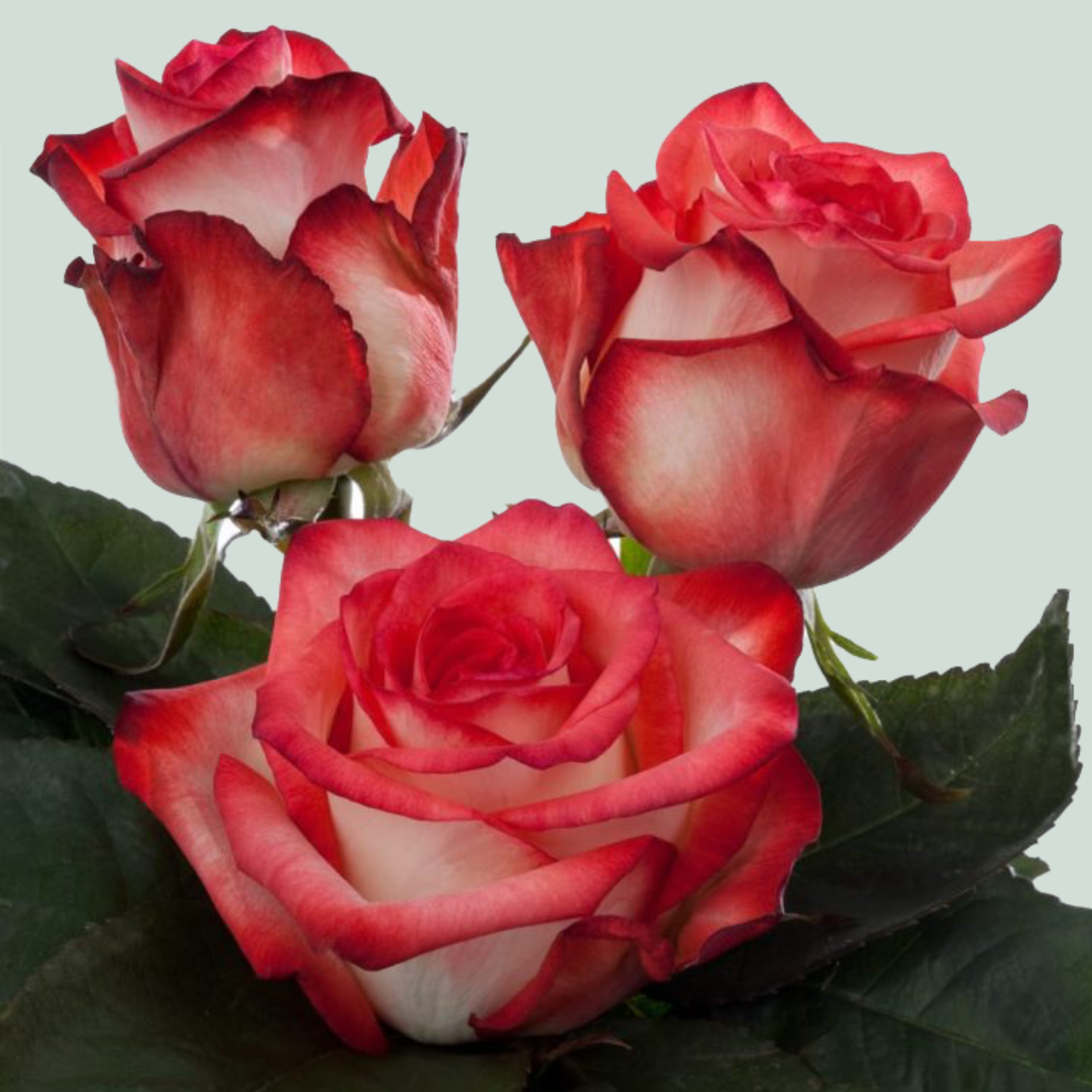 Rose Blush (20 Stems)