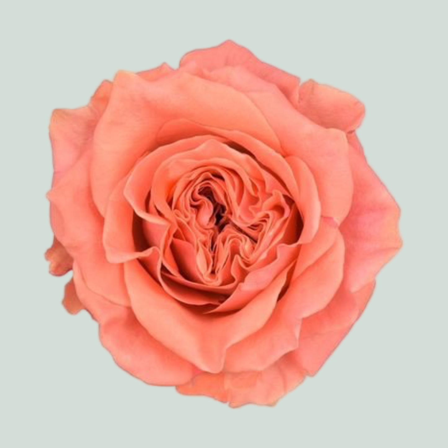 Rose Blushing Reeva (20 Stems)