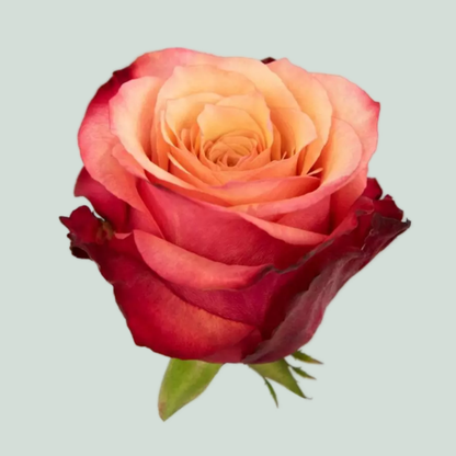 Rose - Rosa - Bogart