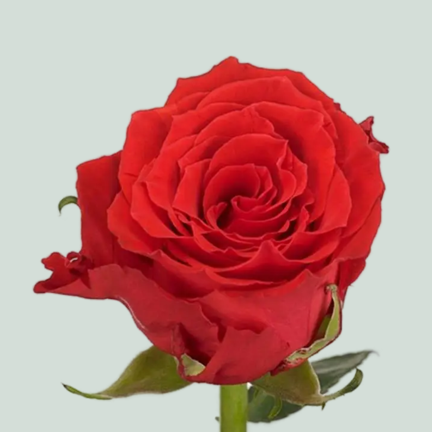 Rose Bright Torch (20 Stems)