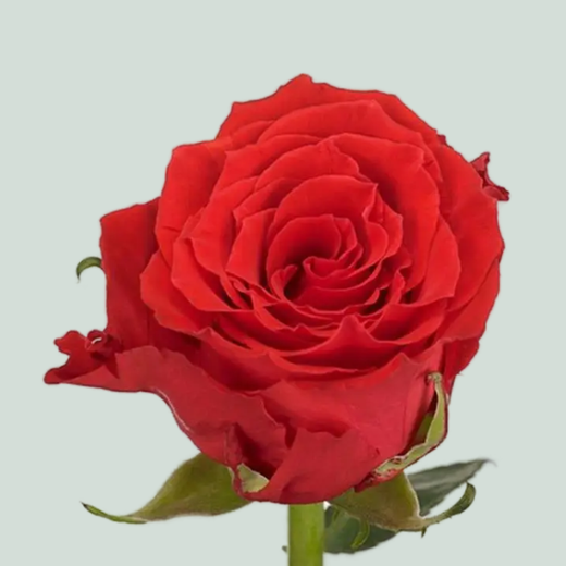 Rose Brighton Box