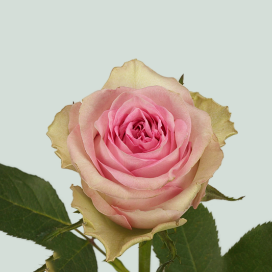 Rose Brigitte Bardot (20 Stems)