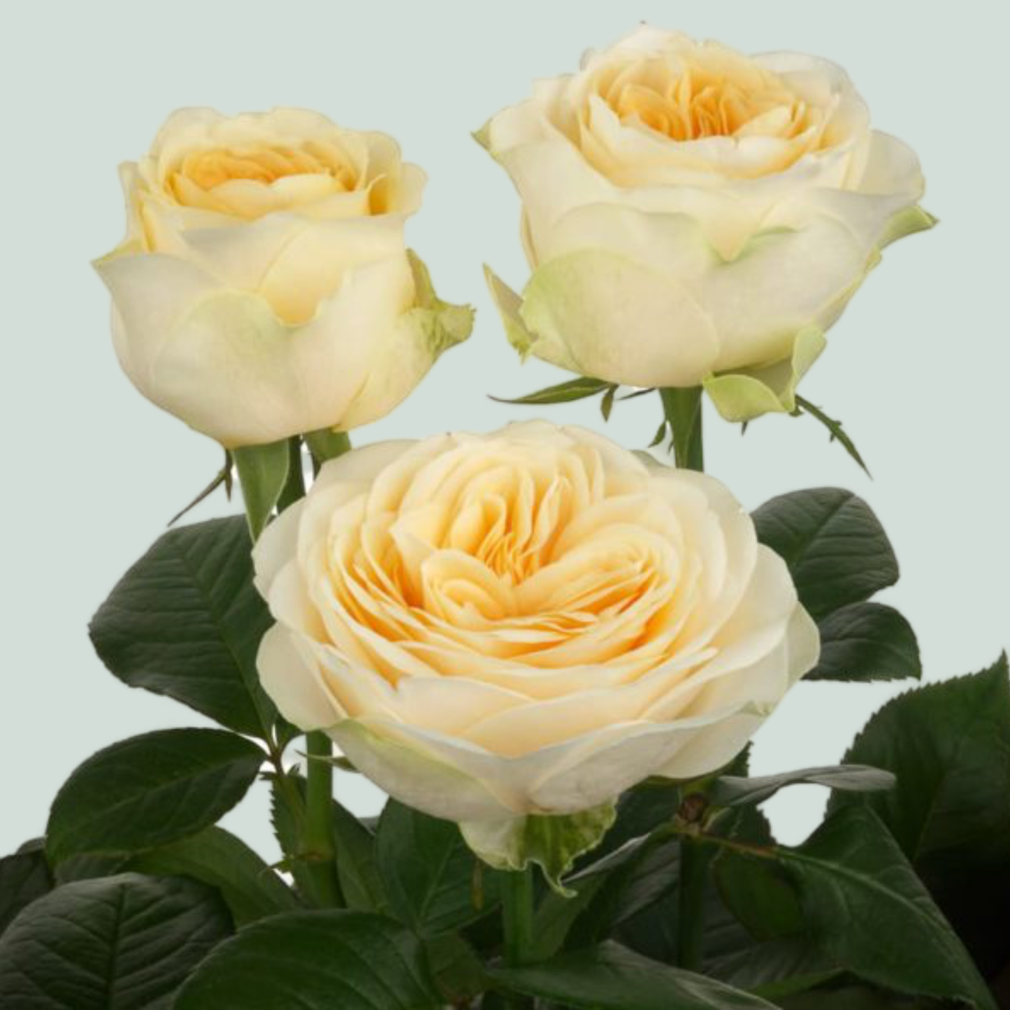 Rose Buttercup (20 Stems)