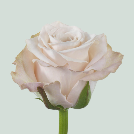 Rose Café (20 Stems)