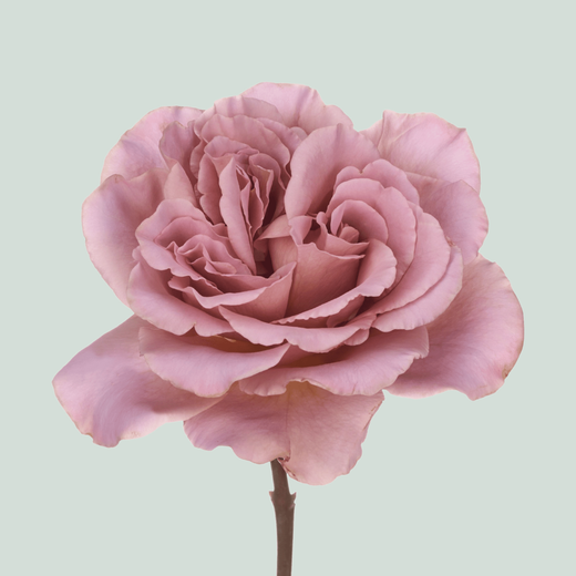 Rose Cafe Latte