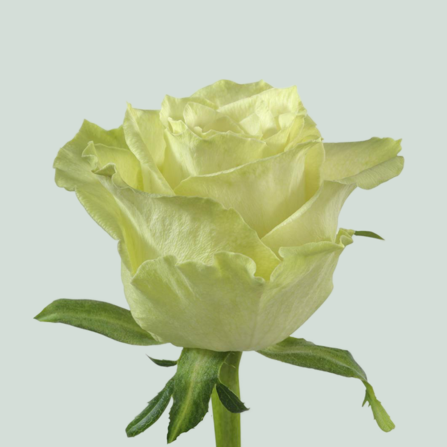 Rose Camouflage (20 Stems)