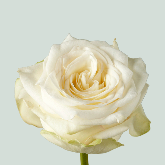Rose Candlelight (20 Stems)