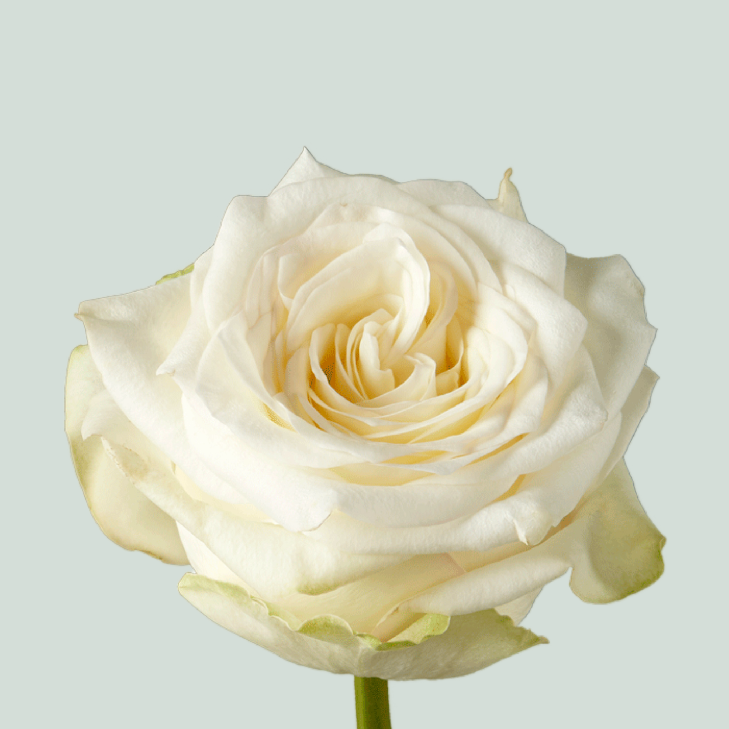 Rose Candlelight (20 Stems)