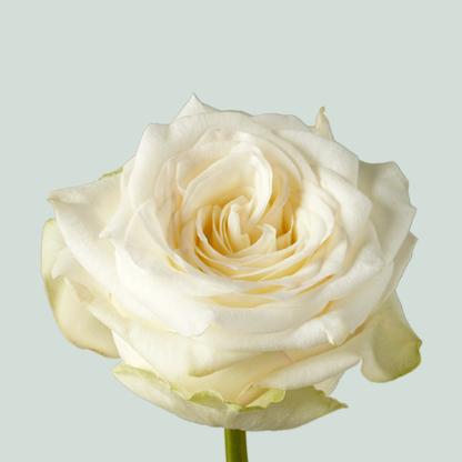 Rose Candlelight (20 Stems)