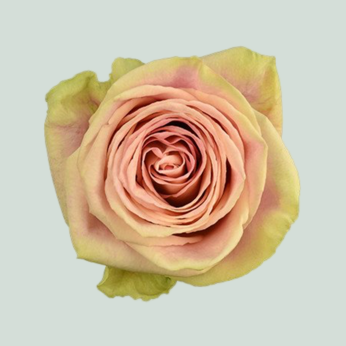 Rose Candy Horizon (20 Stems)