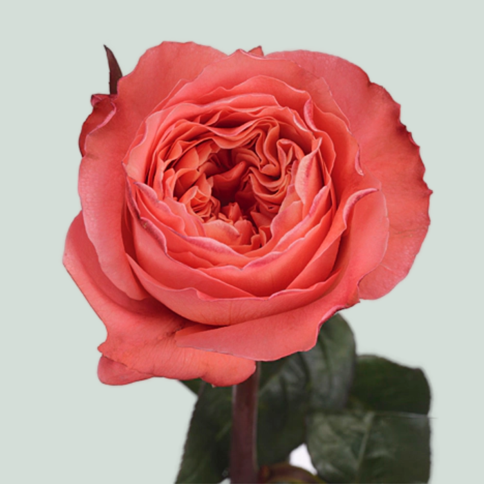 Rose - Rosa - Candy X-Pression