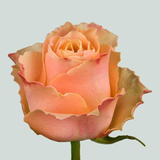 Rose Carpe Diem (20 Stems)