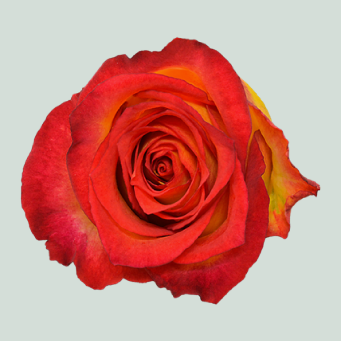 Rose Catch (20 Stems)