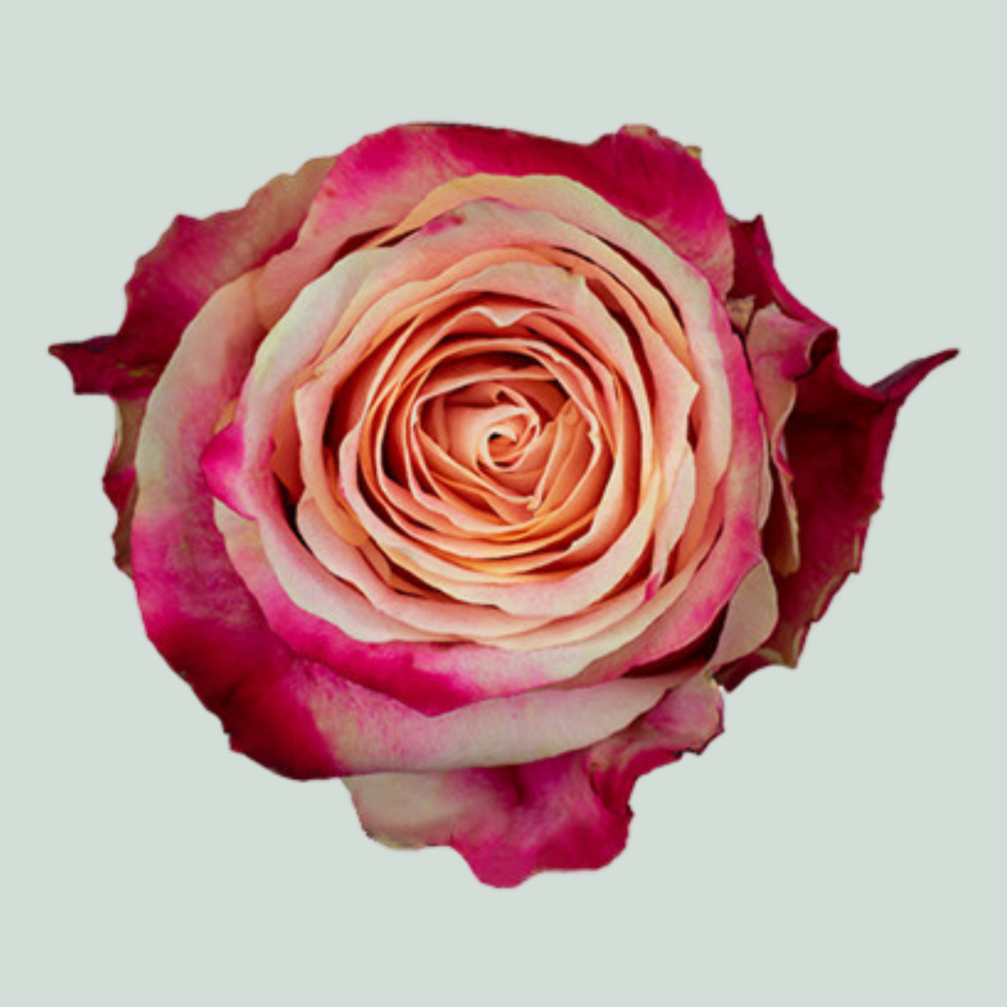 Rose Chapeau (20 Stems)