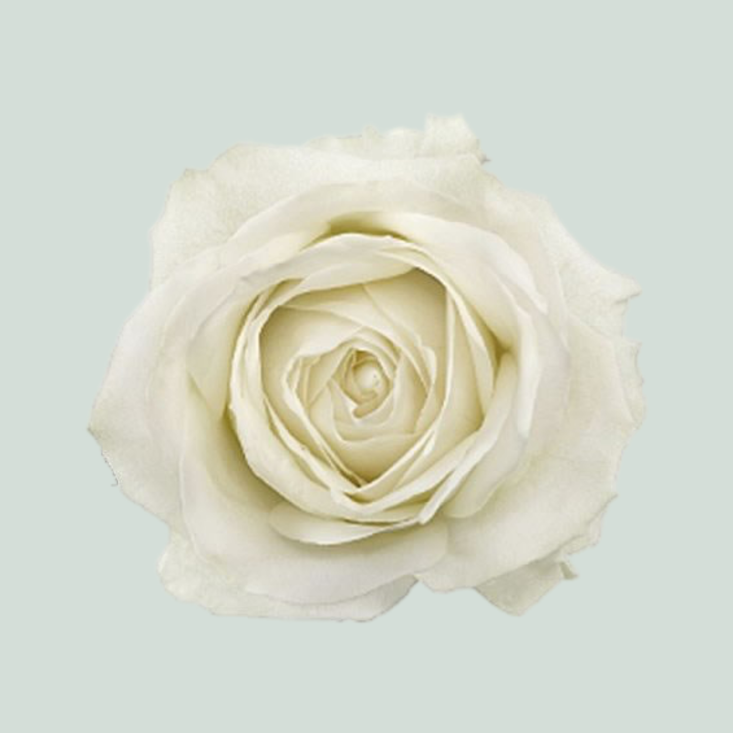 Rose Chic White (20 Stems)