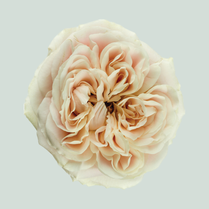 Rose Chiffon