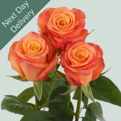 Rose Confidential - 10 Stems (Next Day)