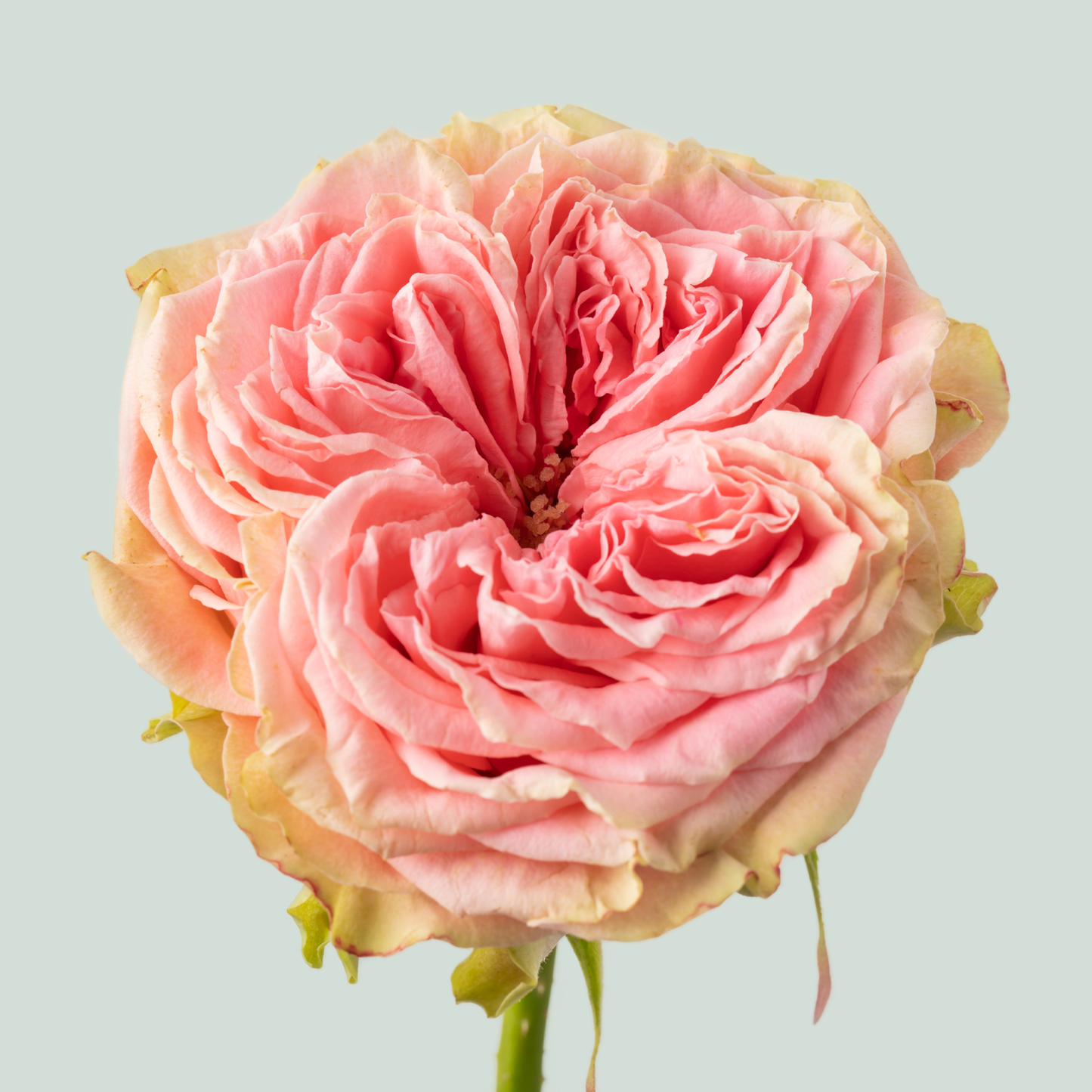 Rose Country Girl (20 Stems)