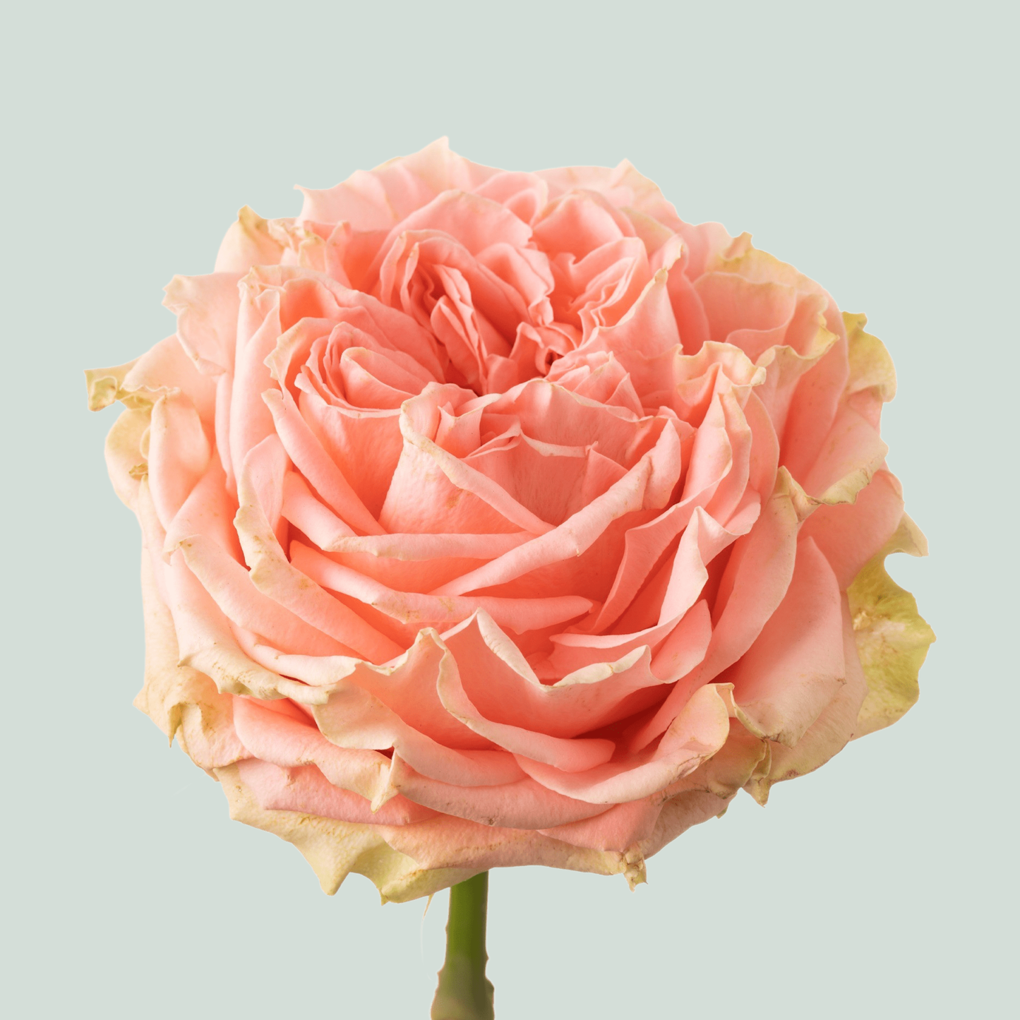 Rose Country Spirit Coral Girl (20 Stems)