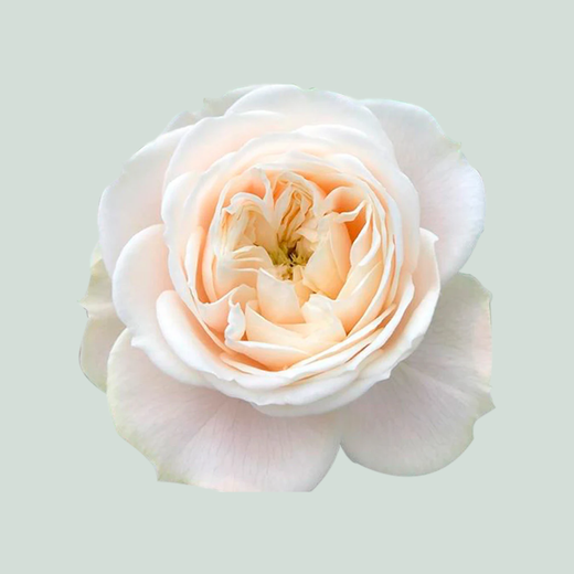 Rose Darlington