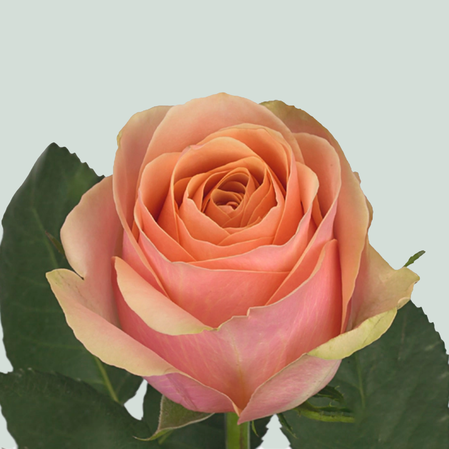 Rose Dividend (20 Stems)