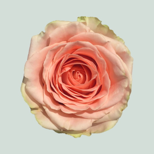 Rose Doris Day (20 Stems)