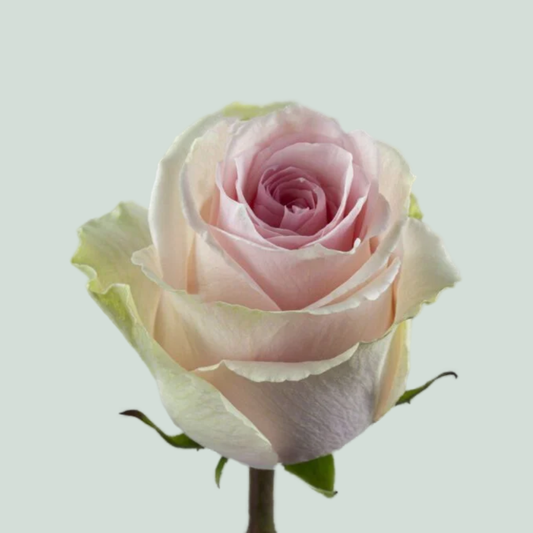 Rose Duchesse (20 Stems)