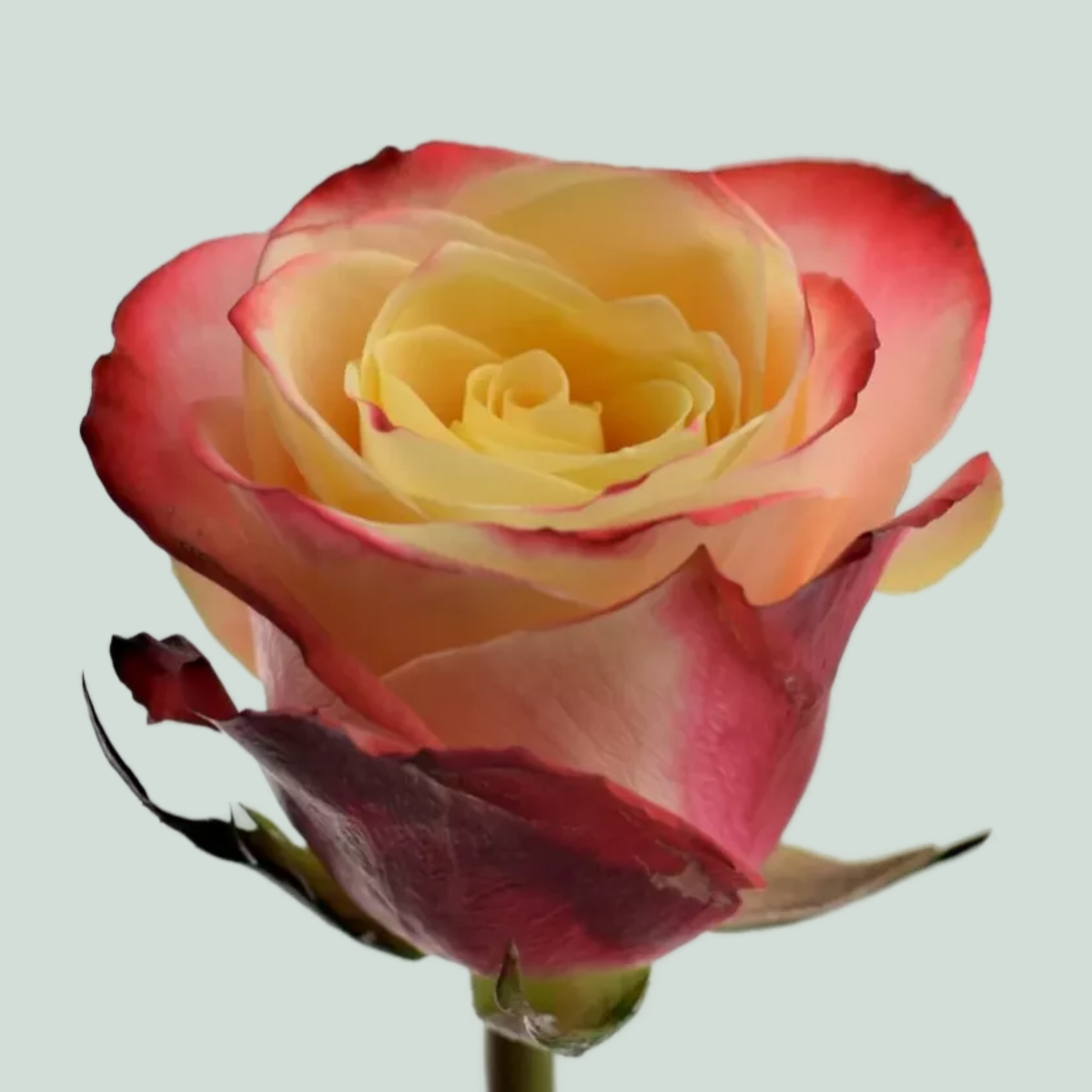 Eagle Feather Roses Rose Eagle Eye (20 Stems) – All Occasions Wholesale