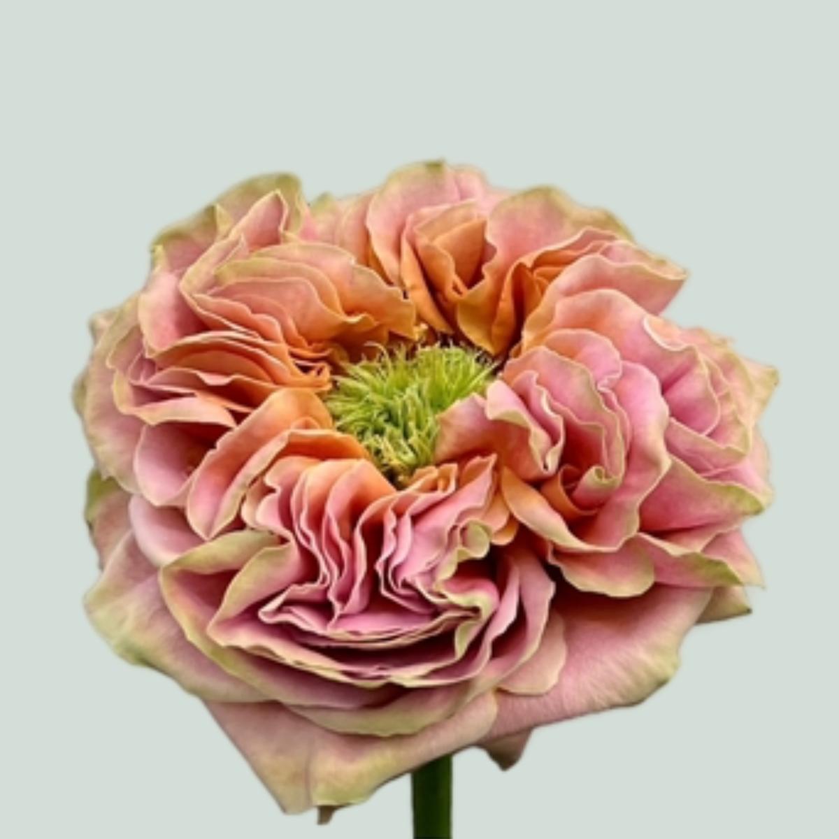 Rose El Patron