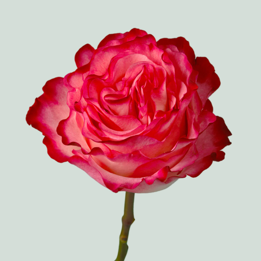 Rose Enchantment (20 Stems)