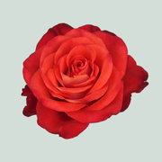 Rose Fiorella (20 Stems)
