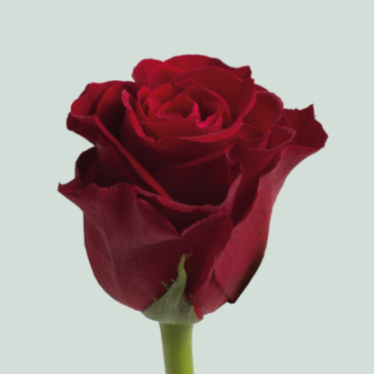 Rose - Rosa - Furiosa