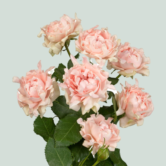 Rose Garden Ashtag Sofine (24 Stems)