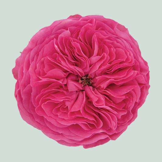 Rose Garden Baronesse (24 Stems)